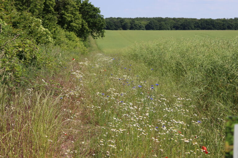 Grüne Wiese zwischen Wald und Ackerfläche mit zahlreichen weißen und blauen Blüten