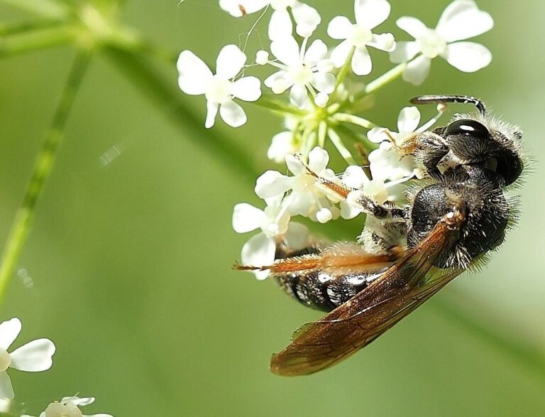 Eine Sandbiene sitzt auf einer weißen Blüte
