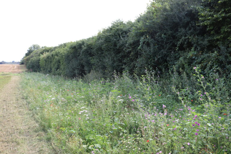 Wiesen-Streife mit zahlreichen hoch wachsenden Blumen an engt stehenden Bäumen