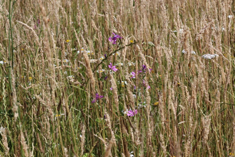 03_Gross-Salitz_2.-Standjahr_Juni-23_Graeserdominanz-aber-dazwischen-scaled