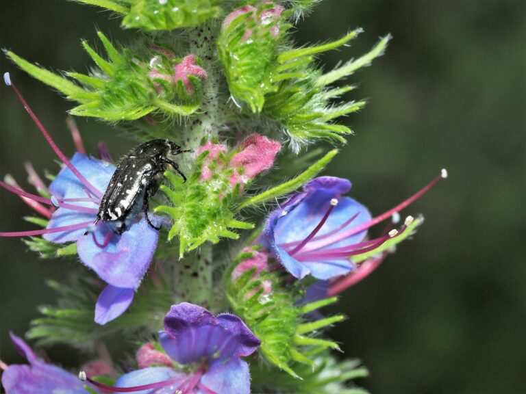 Ein Käfer sitzt auf einer violetten Blüte © Florian Lauer
