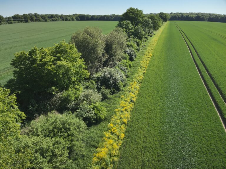 Breiter Streifen mit zahlreichen Bäumen und Wiese trennt grüne Ackerflächen; Wald im Hintergrund