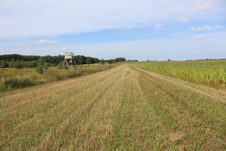 Ein wenig bewachsener Streifen zwischen Wiese mit Ansitz und Ackerfläche