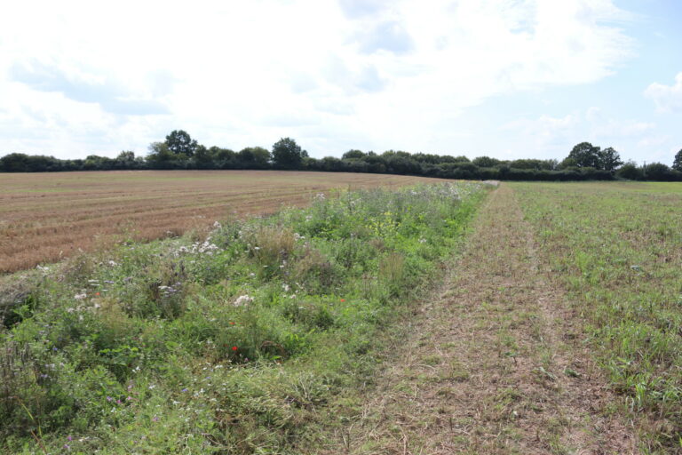 07_IMG_1525_Mahd-von-Teilflaechen_Josephine-Kucyzk-scaled