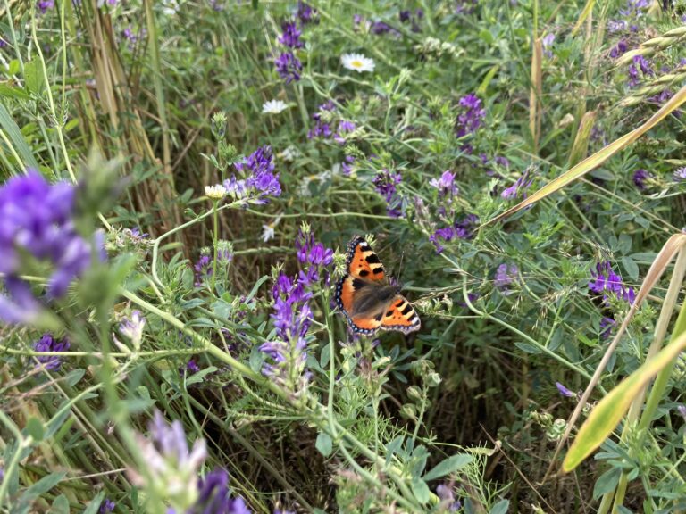 Ein Schmetterling sitzt auf einer violetten Blume auf einer Wiese