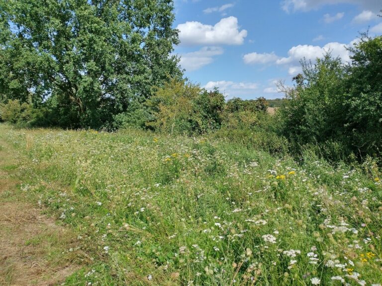 07_Streifenweise-Neueinsaat_Joseyphine-Kuczyk-e1729065638735