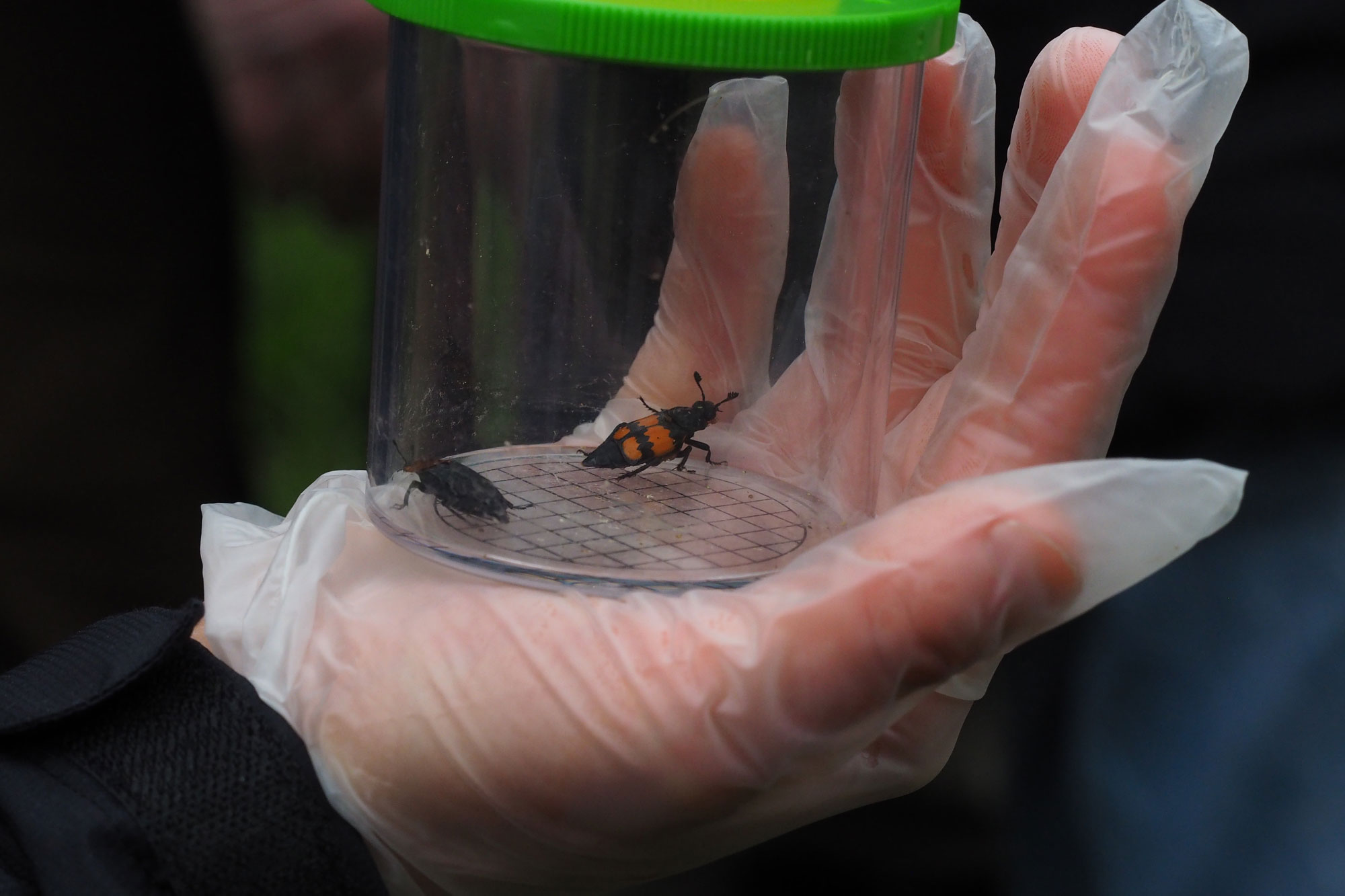 eine behandschuhte Hand hält ein Behältnis mit zwei Käfern. Der eine Käfer ist schwarz, der andere schwarz-orange gestreift. Beide gehören aber zur selben Art: Totengräber.