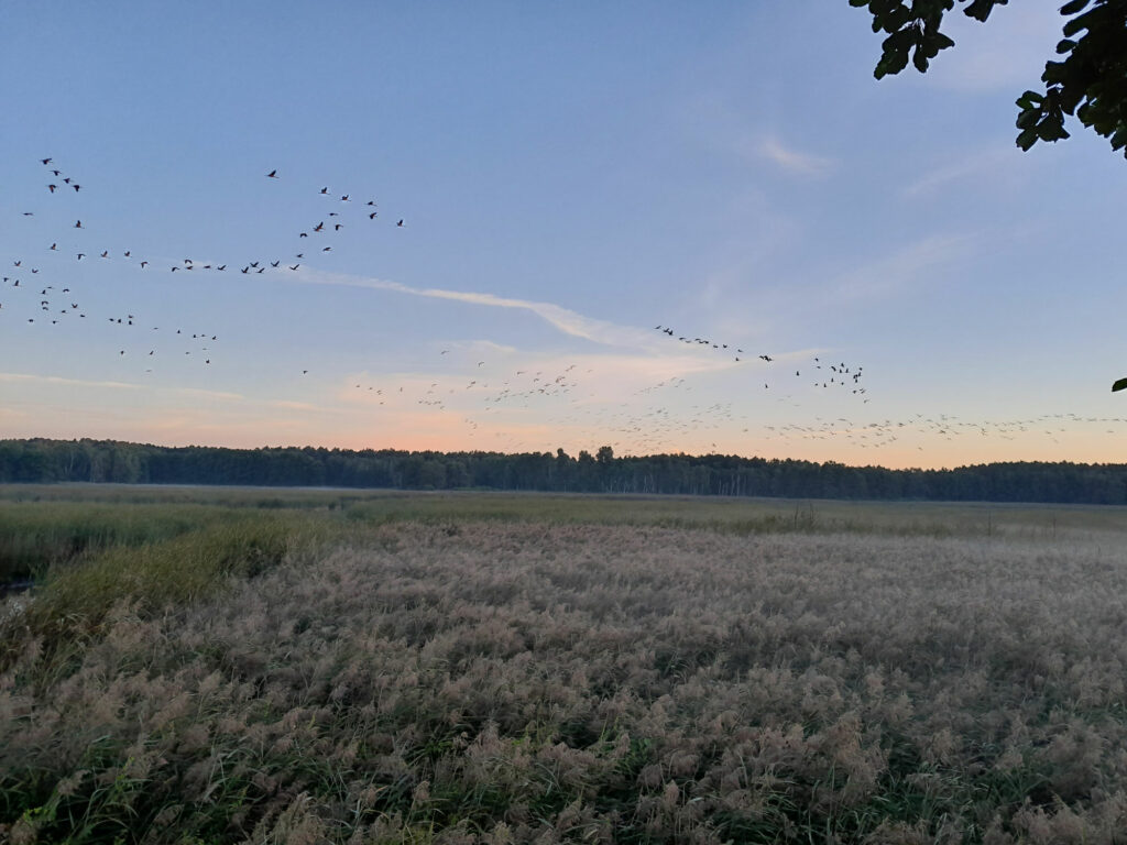am orange-blauen Himmel sind bis zum Horizont ziehende große Vögel zu erkennen.