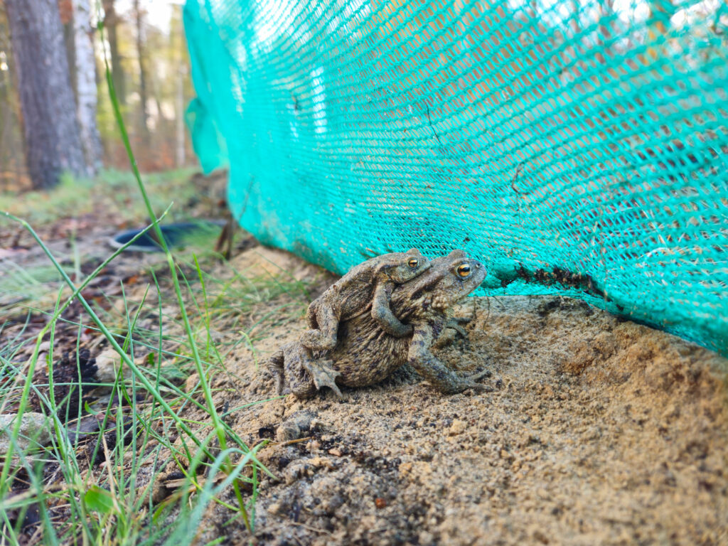 Zu sehen sind eine männliche Erdkröte die auf einem Weibchen klammert. Sie sitzen vor dem Amphibienzaun.