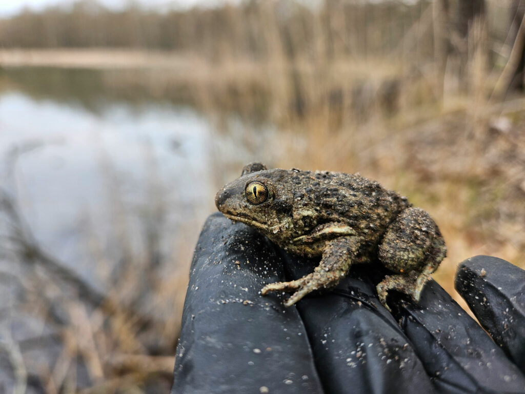 Eine drei-Finger-breite Kröte sitzt auf der Hand, im Hintergrund ein Gewässer.