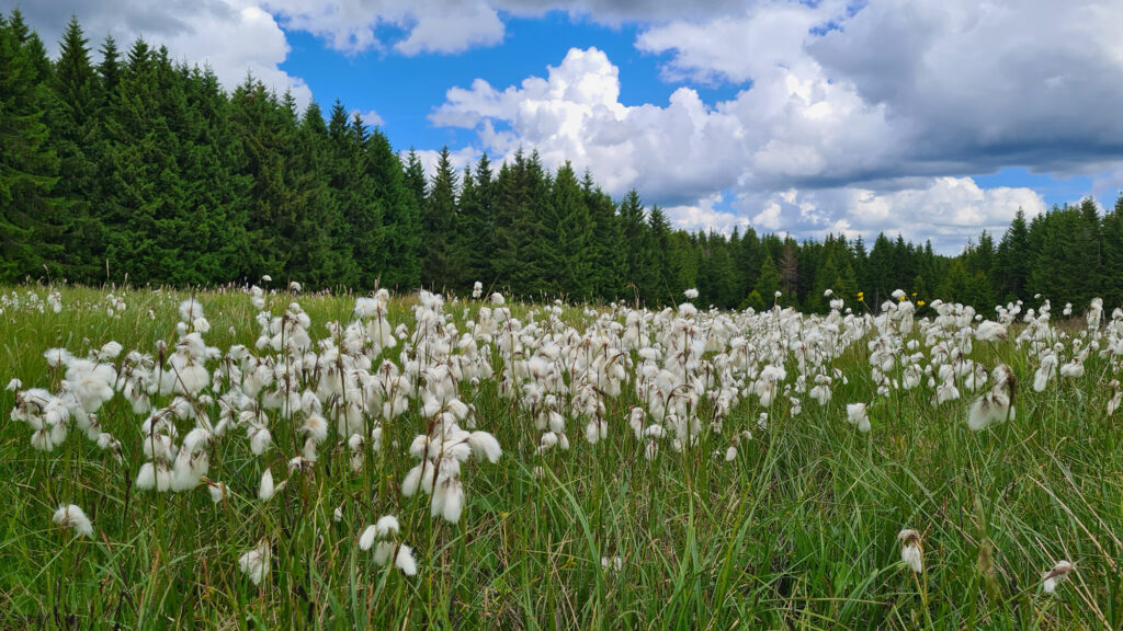 Im Vordergrund wachsen zahlreiche Pflanzen mit auffälligen weißen, watteartigen Fruchtständen. Im Hintergrund ist ein dichter Nadelwald zu erkennen