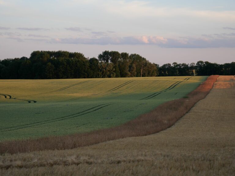 Grüne Ackerfläche und Weizenfeld getrennt von einem bräunlichen Grasstriefen; Wald im Hintergrund