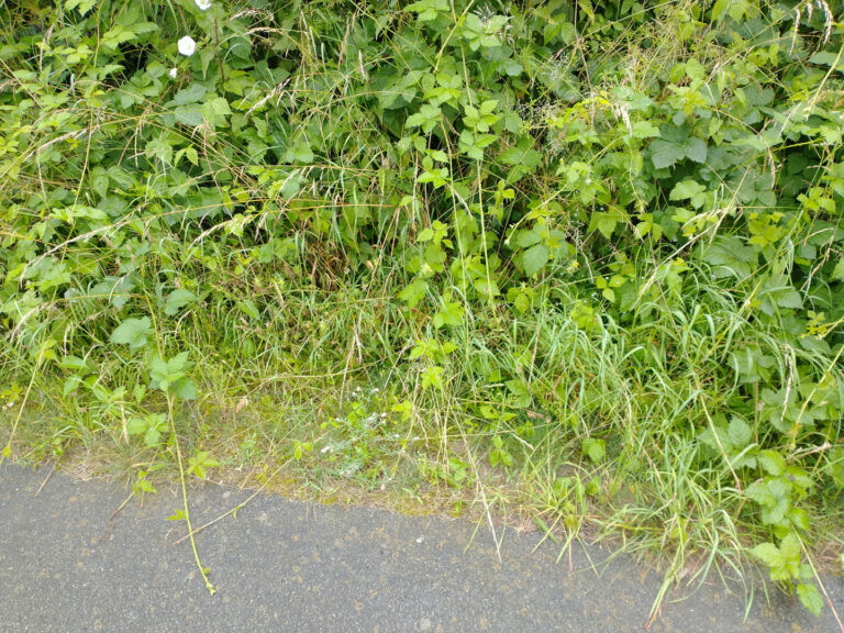 8_Brombeeren-ueberwuchern-Klappetopf_JKuczyk