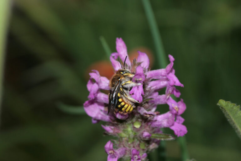 Anthidium-manicatum-male_Wollbiene_Florian-Lauer