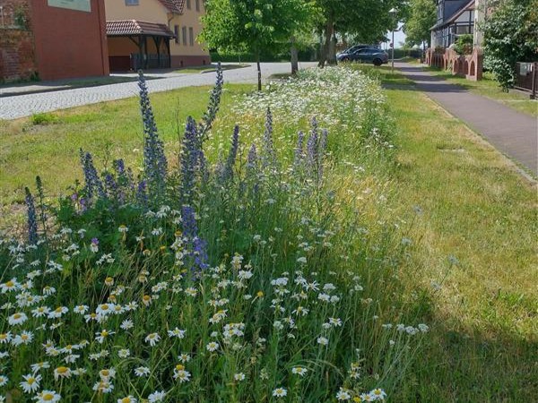 Ein Blühstreifen zwischen zwei Fußgängerwegen in einem Dorf