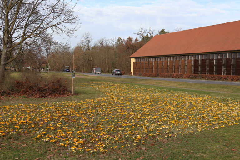 BROMMI_BRME_Fruehblueher_Oranienbaum-1_f.Lauer_