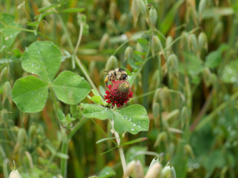 Bluehende-Kleearten-foerdern-Bestaeuber_SP
