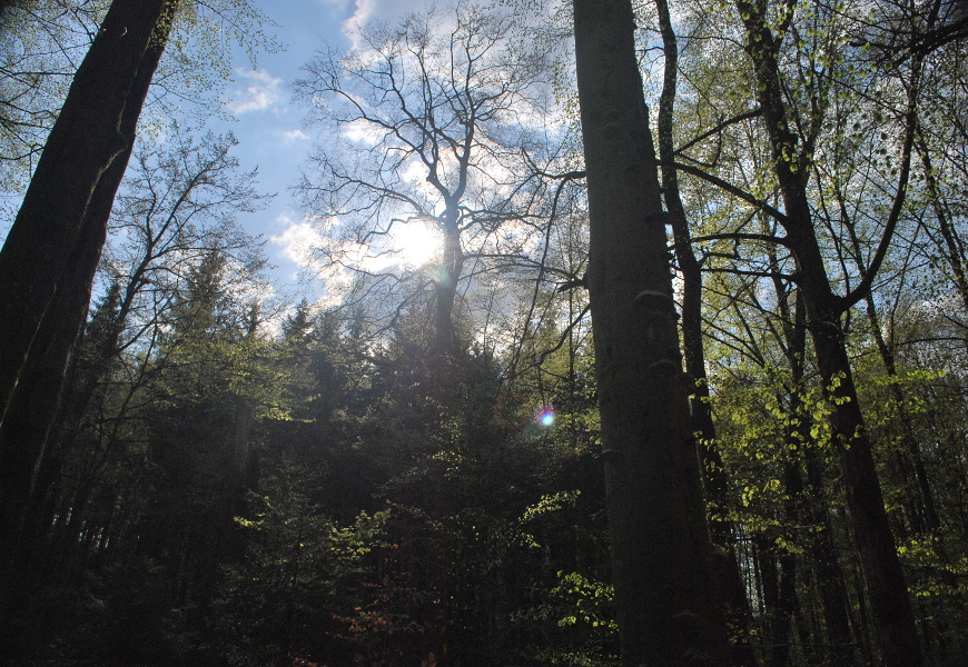 Ein Blick durch die Baumkronen eines Waldes