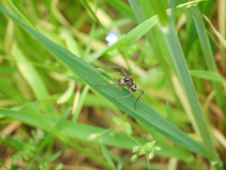 EC Spinne (19)