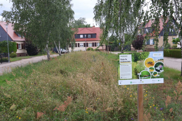 Ein-Bluehstreifen-in-einer-Gemeinde-der-Stadt-Oranienbaum-BRME-scaled
