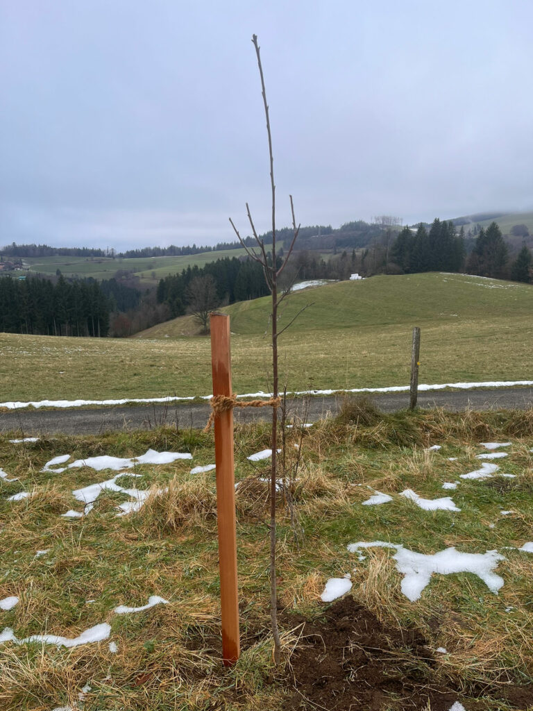 Einzelbaumpflanzung-Gem