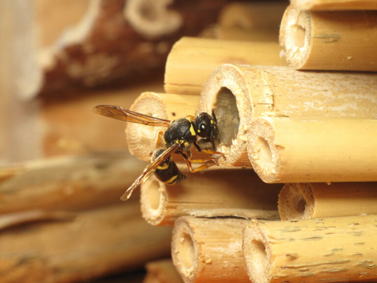Faltenwespe-Allodynerus-rossii-an-Nisthilfe_Copyright-J.-C.-Kornmilch-scaled