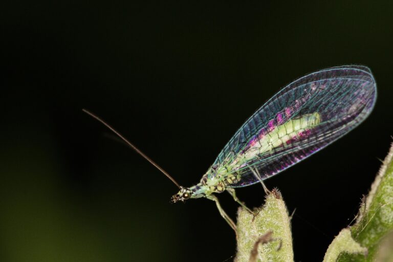 Florfliege_lacewing-7571785_1920_Leuchtpunkt_pixabay