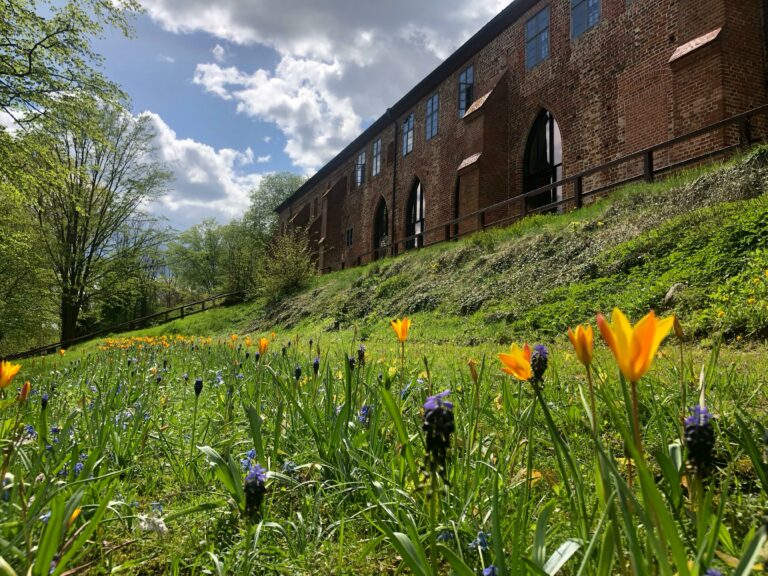 Frühblüher auf einer Wiese vor dem Kloster Zarrentin