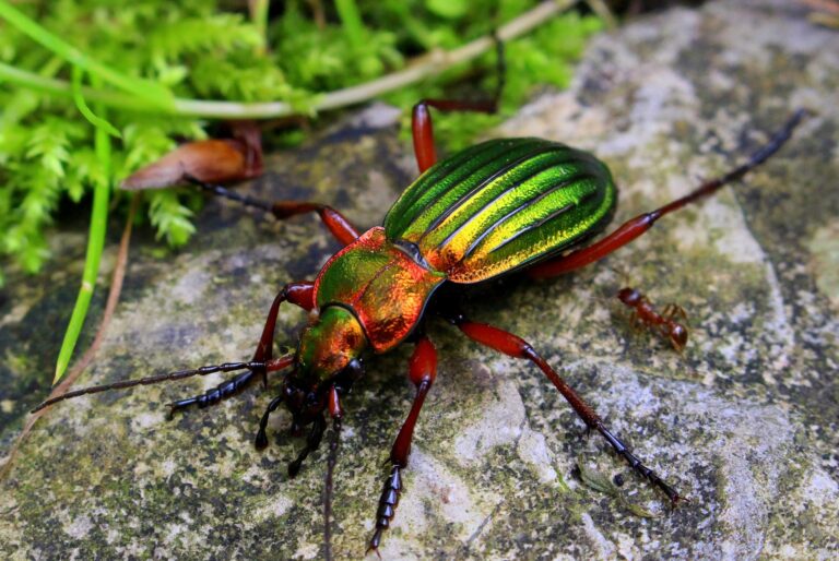Bunt schillernder Käfer mit gestreiftem Rücken auf einem Stein