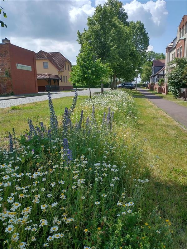 HAvelberg_Bluehflaeche_Jahr_2_F.Lauer_
