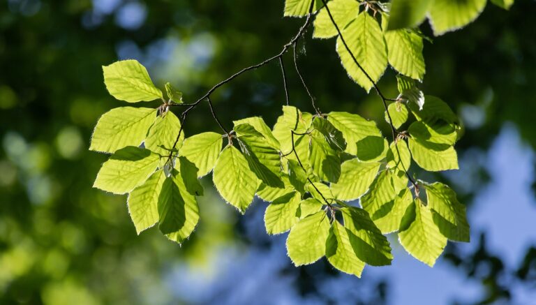 Hainbuche_hornbeam-5150580_1920_minka2507_pixabay