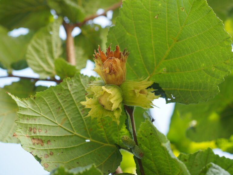 Haselnuss_hazelnut-694024_1920_Hans_pixabay