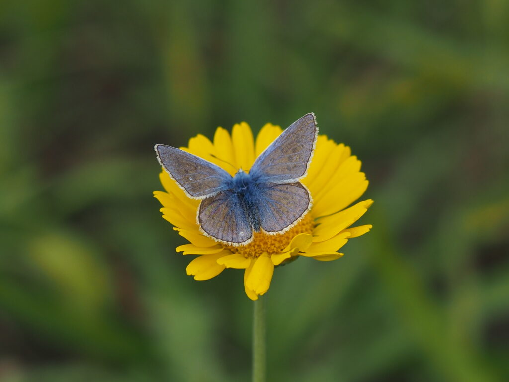 Insektenschutz