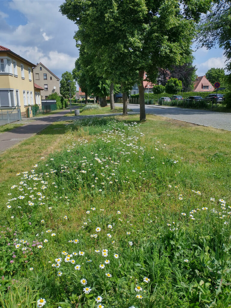 Havelberg_Bluehflaeche_Jahr_1_F.Lauer_
