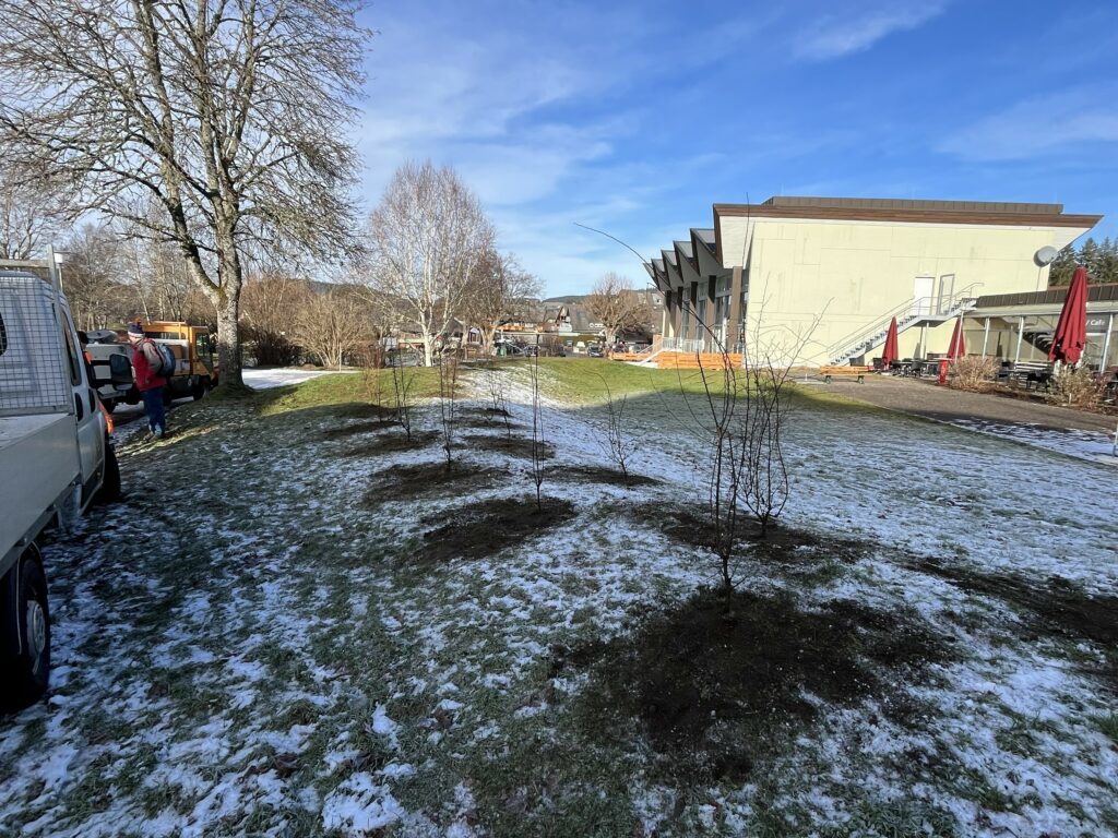 Frisch gepflanzte Hecke in der Nähe eines Dorfes
