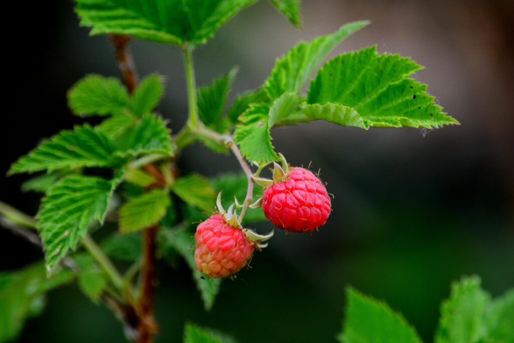 Zwei reife Himbeeren am Strauch