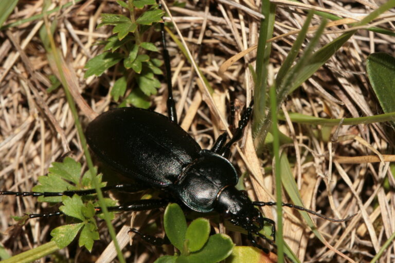 IMG_0568_Laufkaefer_Florian-Lauer-scaled