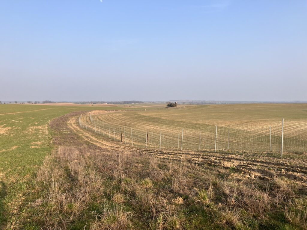 Ein abgesteckter Bereich für eine Heckenpflanzung auf einem offenen Feld