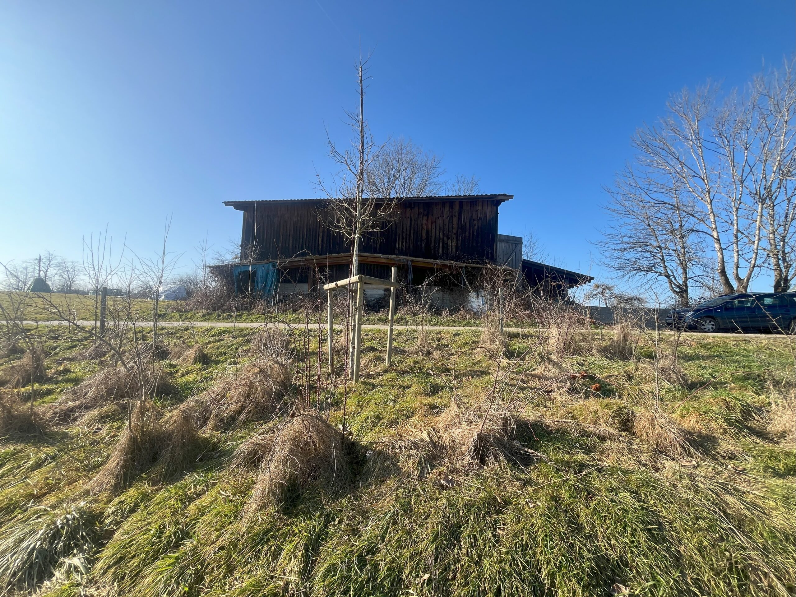 Ein junger Baum auf einer Wiese vor einem Holzhaus