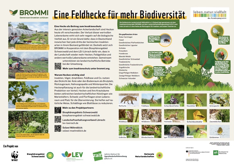 Infotafel-Heckenpflanzung-BM1-Ansicht