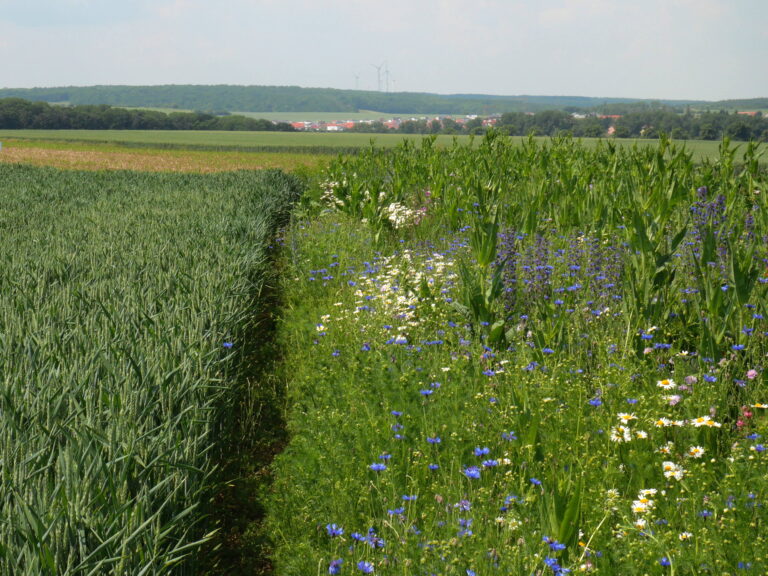 Insektenwall an Untersuchungsfläche in Bayern, nahe des Biosphärenreservats Bayerische Rhön