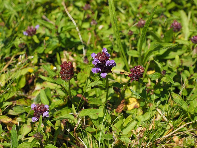 Kleine-Braunelle_Hans_pixabay
