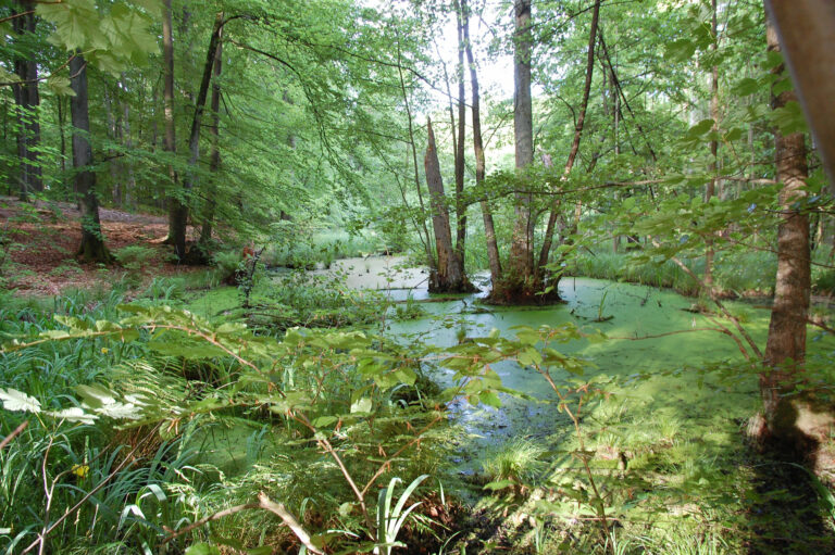 Testorfer Wald, Rolfs Diek