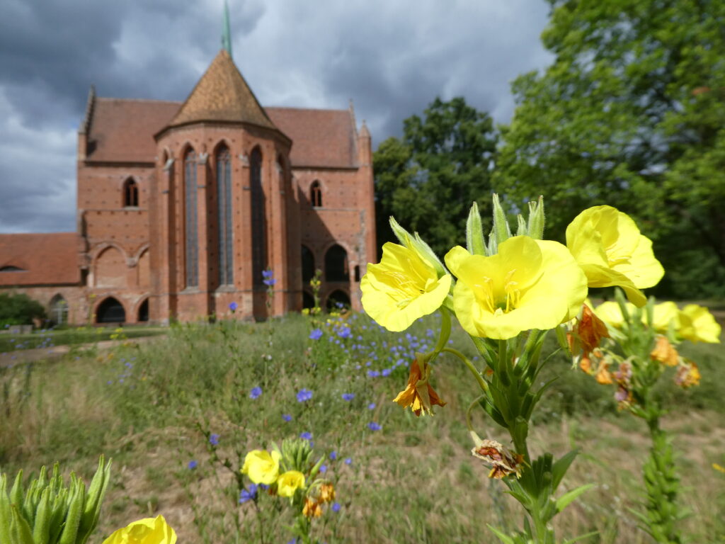 Blühfläche vor dem Kloster Chorin. Im Vordergrund eine große gelbe Blühte.