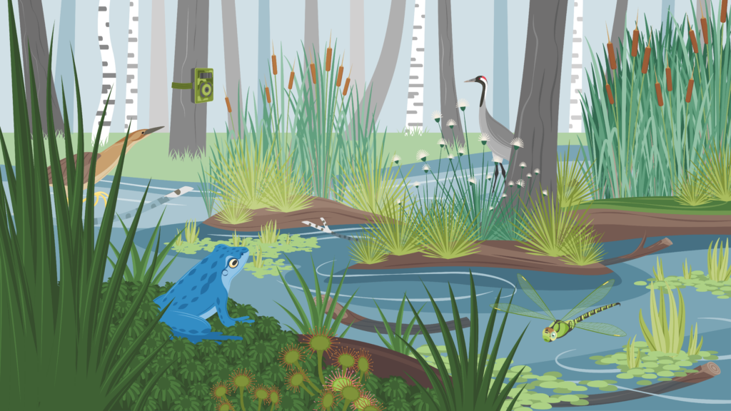 Eine Illustration eines intakten Moors. Es gibt viele Wasserflächen, divsere Tier- und Pflanzenarten, wie ein Moorfrosch, ein Kranich, Wollgras oder Schilf.