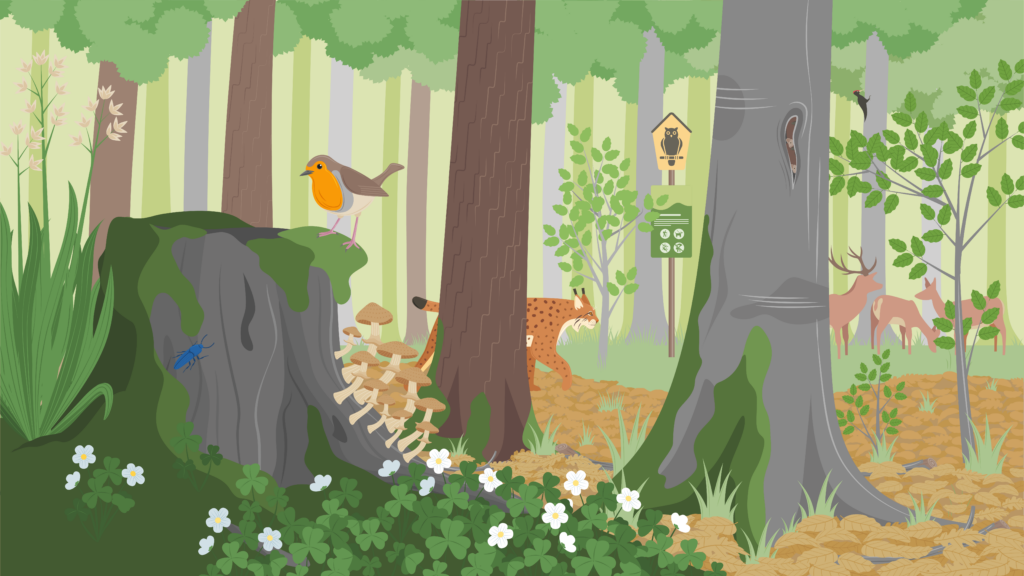 Die Illustration zeigt einen intakten Wald mit typischen Tier- und Pflanzenarten, wie Luchse, Hirsche, Buchen und Pilze. Außerdem ist ein Naturschutzgebiet-Schild abgebildet.