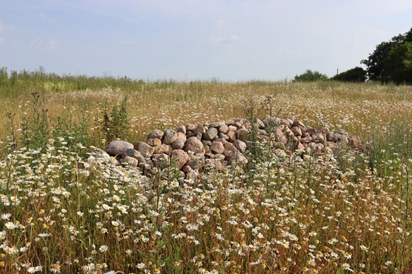 Lesesteinhaufen im zweiten Standjahr (Juli 2023)_Copyright J.Kuczyk_klein