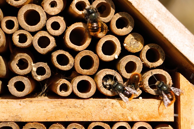 Mauerbienen_stilfee_pixabay
