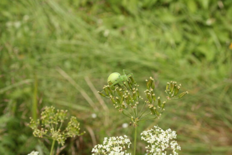 Micrommata-virescens_Florian-Lauer-scaled