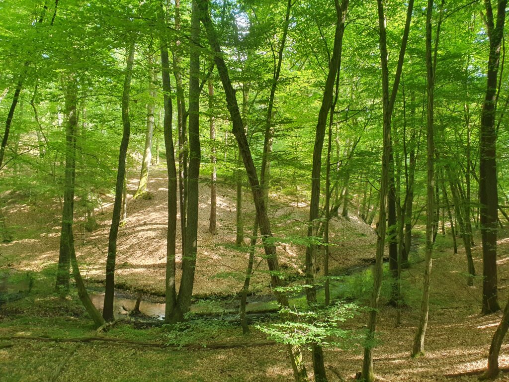 Buchenwald mit Bachlauf